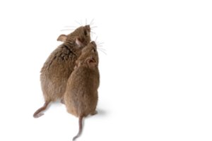 Pelės vilioja dainomis