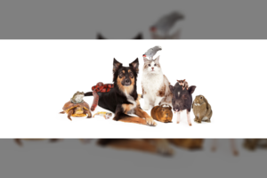 Augintinis pagal Zodiako ženklą: koks tinka jums?