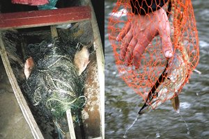 Nemuną siaubia brakonieriai – viename rajone aptikti net 29 tinklai