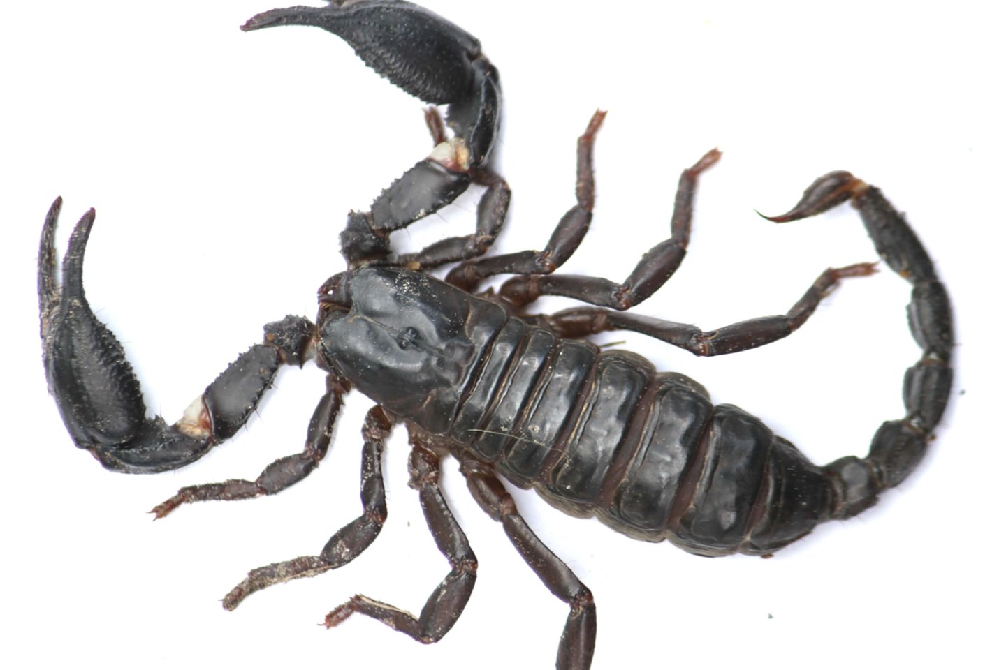 Yra viena auksinė taisyklė: skorpionų įgėlimas priklauso nuo žnyplių dydžio!<br>123rf nuotr. 