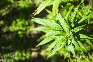 Viso pluoštinės kanapės perdirbimo įteisinimui pritartų daugiau nei pusė lietuvių