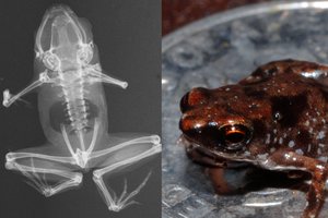 Mažiausias stuburinis padaras Žemėje – vos įžiūrimas: ilgą laiką slėpėsi tarp vabzdžių