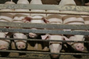 Kiaulių supirkimo kainos per metus išaugo ketvirtadaliu