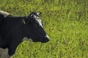 Ūkininkė pardavinėjo areštuotą gyvulių bandą