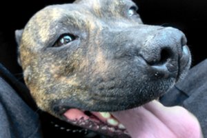 Šuns neatsisakė net po ištikusios tragedijos: po lyžtelėjimo neteko rankų, kojų ir nosies