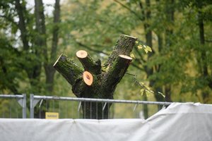 Teismas nutarė: nestabdys medžių kirtimo Šiauliuose