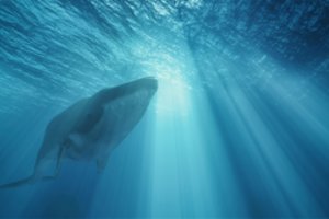 Gyvūnas, didesnis už dinozaurus, dar ir šiandien sutinkamas Žemėje