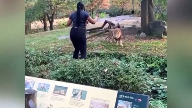 Zoologijos sodo lankytojai negalėjo patikėti savo akimis: moteris įsiveržė į liūto aptvarą