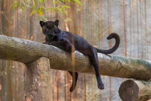 Sulaikė vyrą, kuris įtariamas panteros iš zoologijos sodo vagyste