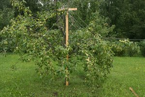 Pagrindinės vaismedžių auginimo taisyklės – patarimai visiems sezonams