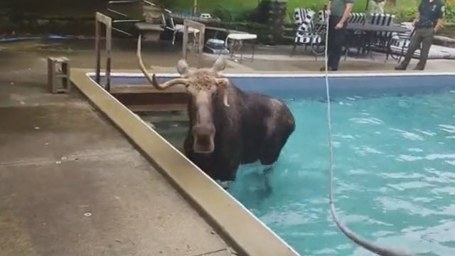 Šeima sulaukė neįprastų svečių: baseine rado milžinišką gyvūną