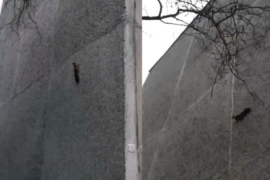 Lazdynuose voverė pademonstravo žadą atimančius gabumus: tai pamatysi ne kasdien