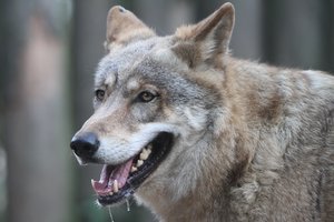 Paskelbė būsimo sezono leidžiamų sumedžioti vilkų kiekį