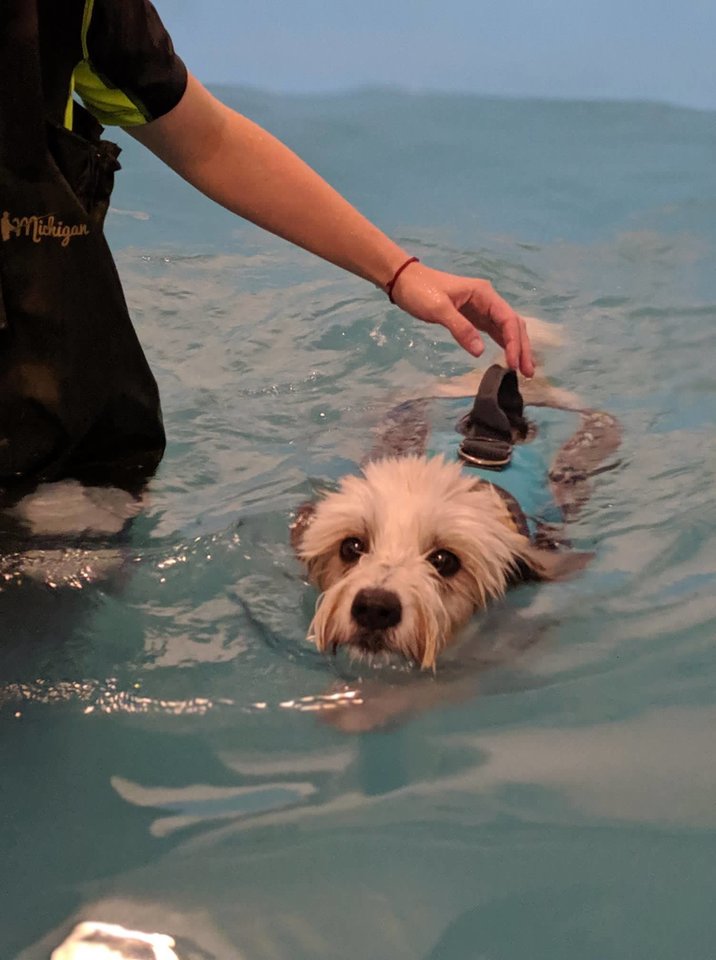  Vilniuje šunys gali išbandyti hidroterapijos užsiėmimus.<br>ggi.lt nuotr.