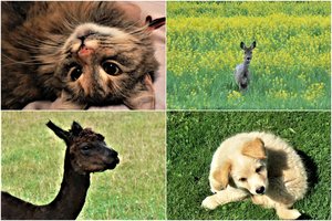 Pasaulinė gyvūnų diena: akimirkos su jais džiugina širdį