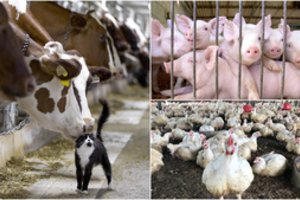 Aršūs gyvūnų gelbėtojai ūkius pavertė mūšių lauku: žalos padarė tik daugiau