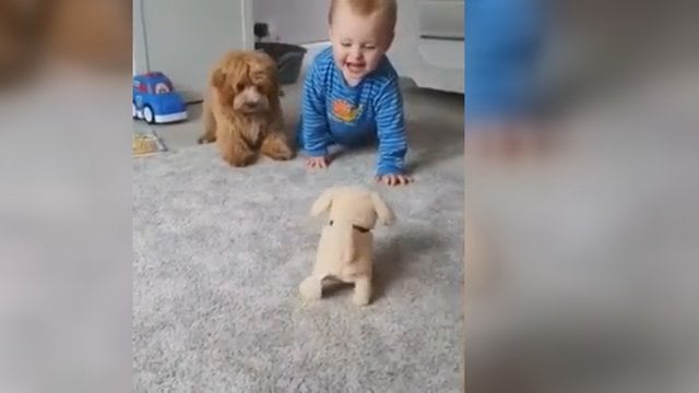 Pavydaus šuniuko elgesys kelia juoką – pirma akistata su žaislu 