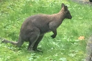 Pilaitės mikrorajone Vilniuje pastebėta kengūra