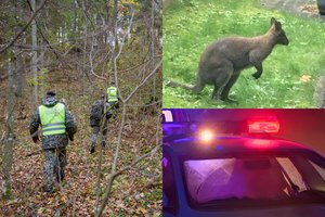 Vilniuje paskelbta kengūros paieška: pabėgo iš filmavimo aikštelės