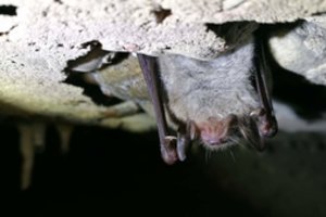 Iš specialistų – neramios žinios apie Kauno fortuose tūnančius paslaptingus gyvius