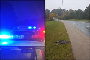 Vilniuje pabėgus kengūrai – labai liūdna žinia: rasta negyva ant kelio