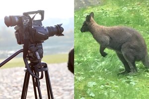 Dėl Vilniuje tragiškai žuvusios kengūros – jautri kino kūrėjų žinutė