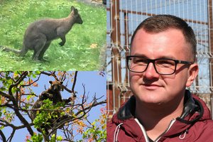 Vilniuje žuvusios kengūros savininkas: skaudi pamoka iš pirmo karto