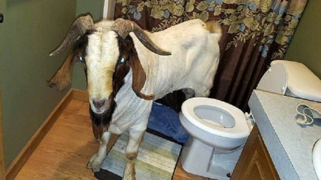 Netikėtas siurprizas – į namus įsibrovęs ir duris išlaužęs ožys pričiuptas snaudžiantis vonioje