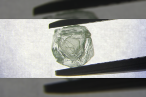 Rusijoje rasta visą pasaulį apstulbinusi brangenybė