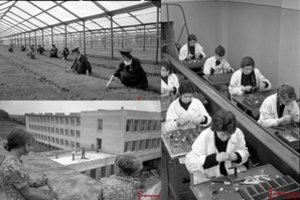 Vaikystė sovietinėje Lietuvoje: darbas kolūkiuose ir fabrikuose – ne savo noru