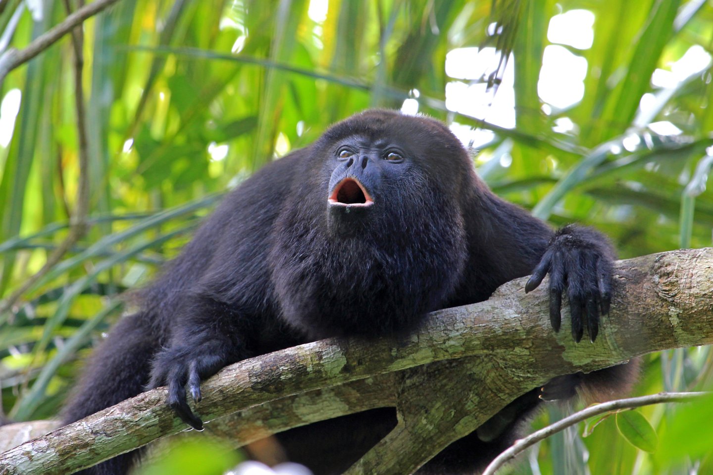 Staugūnai yra vieni iš nedaugelio beždžionių, kurios suka lizdus, o taip pat ir vieni garsiausių sutvėrimų gyvūnų pasaulyje.<br> 123RF nuotr.