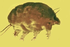 Atrado iki šiol nežinotą gyvūnų rūšį: „Neaišku nei kur, nei kaip, nei kada jie atsirado“