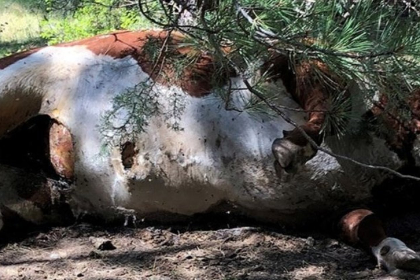 Silvies slėnio fermoje, esančioje Oregono valstijos (JAV) pakraštyje, nugaišo penki galvijai, tačiau tikslios priežasties kol kas negali pasakyti niekas. <br>Silvies Valley Ranch nuotr. 
