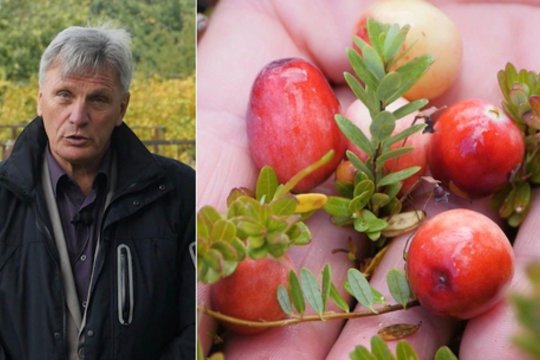 Parodė, kaip lengvai įsirengti spanguolyną: džiaugsitės skaniomis ir sveikomis uogomis