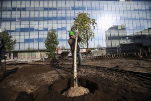 Kaune – geros permainos: žaliuos ypatingą istoriją turintys medžiai