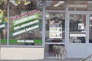 Gyvūnų diena Šilutėje: prie parduotuvės tokio svečio sutikti nesitikėjo
