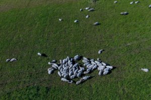 Avių skerdimų padidėjo dešimtadaliu