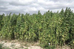 Įteisinus platesnį kanapių perdirbimą, tikimasi 150 mln. eurų užsienio investicijų