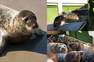 Į Baltijos jūrą paleidžia 11 išgelbėtų ruoniukų: keturi jau laisvėje