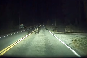 „Tesla“ autopilotas išgelbėjo lokę ir jos mažylius nuo liūdnos lemties