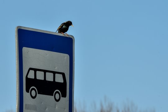 Klaipėdoje stotelėje sužaloti du vyrai: policija sulaikė įtariamuosius