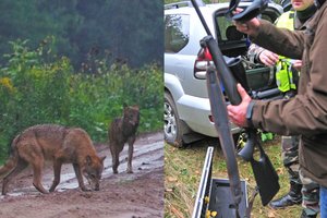 Kėdainių rajone – pranešimai apie vilkų užpultus žmones: medžiotojai jau trina rankomis?