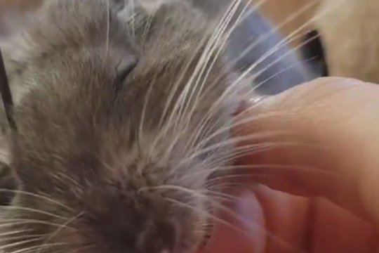 Meilės nebus per daug – augintinio prisirišimas prie šeimininkės tirpdo internautų širdis