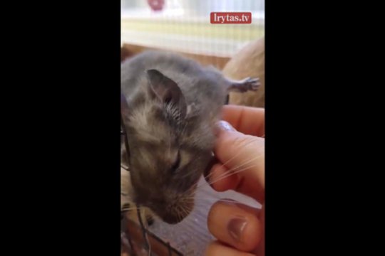 Augintinio meilė šeimininkei tirpdo internautų širdis 