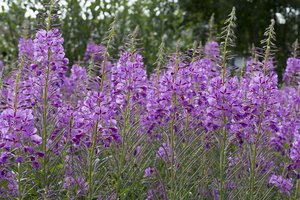 Gaurometis – lietuviška žolė, pranokstanti net citriną