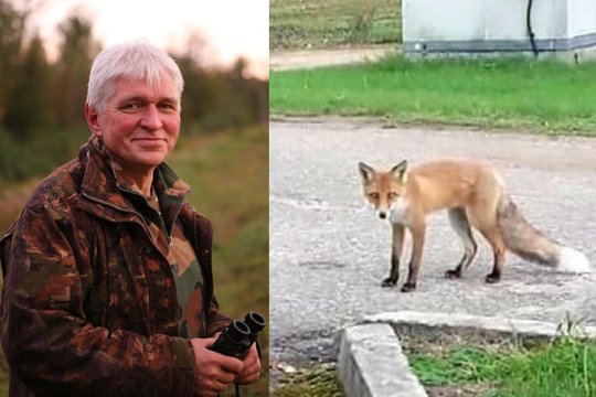 Po nederamo kėdainiškių vairuotojų poelgio su lape – gamtininko perspėjimas