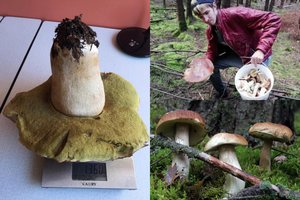 Žemaičiai miške rado vietą, kur auga 1,5 kg sveriantys baravykai