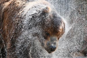 Sibire lokys užpuolė du švyturio prižiūrėtojus, vienas iš jų žuvo