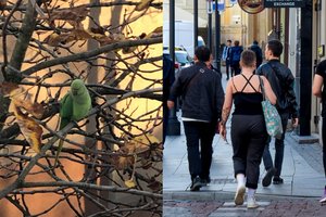 Vilniuje lyg prie Viduržemio jūros: šildo 20 laipsnių, kaštonuose pastebėta papūga