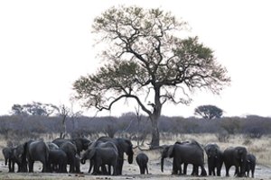 Gyvūnai gaišta didžiuliais mastais: pragaištinga sausra sukėlė pavojų Afrikos milžinams